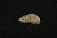 藏品(河殼菜蛤(沼蛤))的圖片